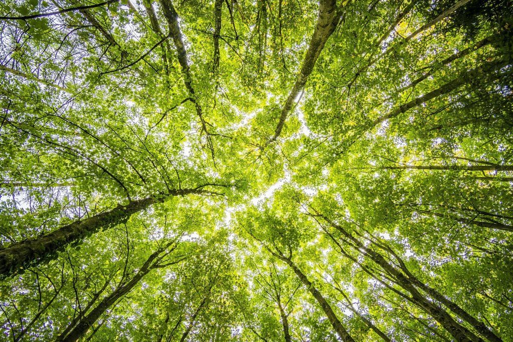 Going Green And Beyond Crystalcare Teams Up With Ecologi To Plant Trees